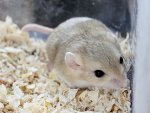 fettschwanz-rennmaus_kruemel.jpg