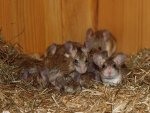MH-Nest2.jpg