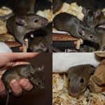 Kastratentrupp_agouti.jpg