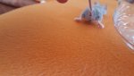 20160316_141556 vkk1.jpg