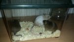 IMG-20160325-WA0001-240x427-240x135.jpeg