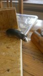 IMG-20160326-WA0000.jpg