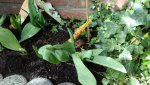 IMG-20160330-WA0001.jpg