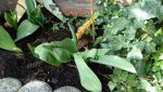 IMG-20160330-WA0004.jpg
