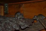 DSC_0040.jpg