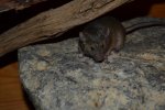 DSC_0106.jpg