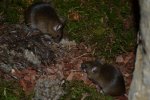 DSC_0141.jpg