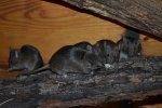 DSC_0194.jpg