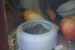 DSC_0043kl.jpg
