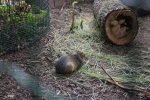 DSC_0167Azara_Agouti.jpg