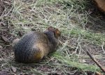 DSC_0167Azara_Agouti1.jpg