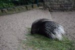 DSC_0174Weisßschwanzstachelschwein.jpg