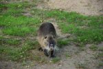 DSC_0183Nutria.jpg