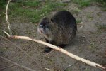 DSC_0184Nutria.jpg