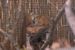 DSC_0221Smith_Buschhörnchen.jpg