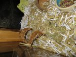 IMG_3832[1].jpg