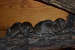 DSC_0196.jpg