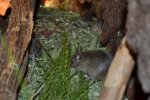 DSC_0142.jpg