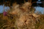 DSC_0159.jpg