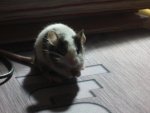 Computer-Maus 1.jpg