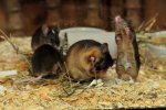 DSC_7041 Jack, Sam, Mick und Tim v mb.jpg