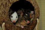 DSC_7075 Sam, Jack und Tim v mb.jpg