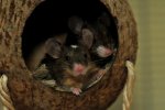 DSC_7076 Jack und Tim v mb.jpg