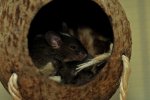 DSC_7077 Jack und Tim v mb.jpg