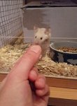 pinky1.jpg