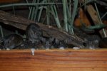 DSC_0069b.jpg
