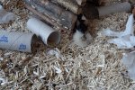 DSC02660.jpg