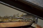 DSC_0041.jpg