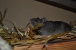 DSC_0063.jpg