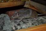 DSC_0321.jpg