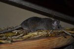 DSC_0069.jpg