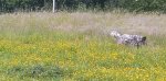 Bilder_per_30.06.2016 098.jpg Bilder_per_30.06.2016 098.jpg