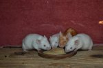 DSC_0301.jpg