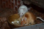 DSC_0052.jpg