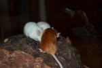 DSC_0155.jpg