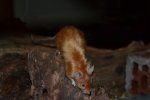 DSC_0074.jpg