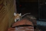 DSC_0033.jpg