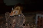 DSC_0078.jpg