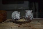 DSC_0202.jpg