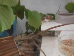 DSCN0992.jpg
