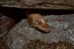 DSC_0066.jpg