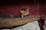DSC_0119.jpg