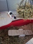 IMG-20170619-WA0033.jpg