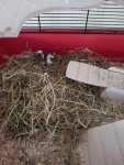 IMG-20170619-WA0034.jpg