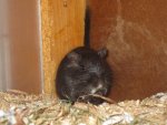 Blacky_3026.jpg