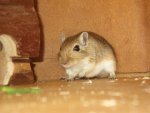 Chipsi_3035.JPG